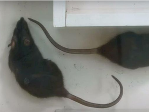 Еко минијатуре: Зоофобија - мусофобија