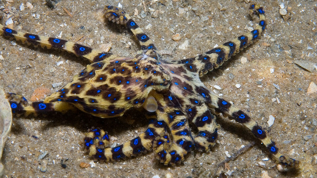 Опасна љубав – мужјаци пругасте хоботнице отровом паралишу женке током парења