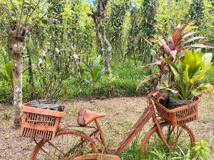 Еко минијатуре/биљке као зачин-Ванила