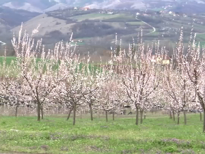 Осигурање усева и воћњака  