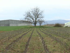 Како је време утицало на воће на југу земље 