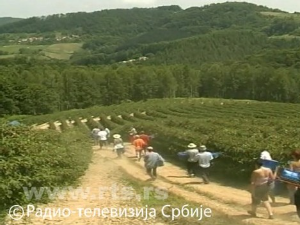 Број пријављених сезонских радника достигао 100 хиљада