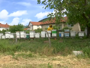 Нема довољно хране у кошницама