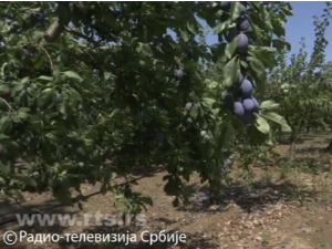Јутарњи програм из три студија