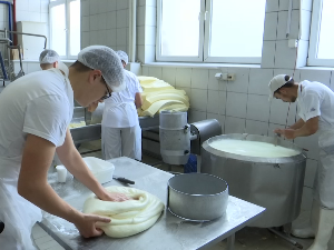 Пирот: Стипендије за будуће мајсторе качкаваља