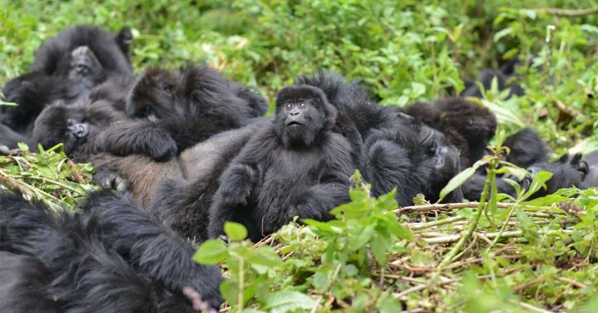 Студија о горилама открива сложене предности и мане пријатељства (gorillafund.org/press-releases) Студија о горилама открива сложене предности и мане пријатељства