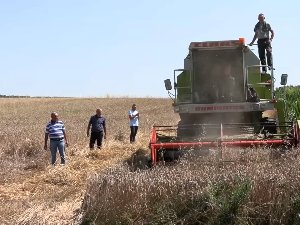 Комбајни у ниском старту - очекује се добар род пшенице, пољопривредници страхују од ниске откупне цене