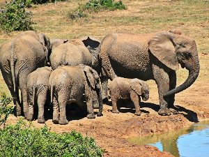 Поштована децо