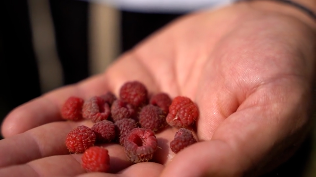 Počinje berba malina, voćari tvrde da ni cena od 10 evra ne može da pokrije štetu zbog suše