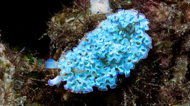 Морски пуж краде делове тела из плена и добија његове моћи (Wikipedia/Thudfinger) Морски пуж краде делове тела из плена и добија његове моћи