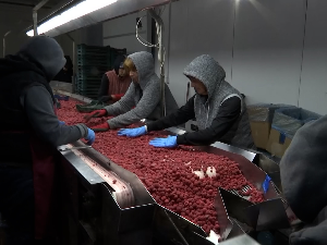 Преполовљен род малине у Подгорини