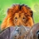 Животиње у царству метафора