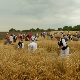 У Мужљи код Зрењанина и данас чувају сећање на ручно кошење жита