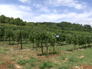 Када ће бити завршена  реконструкција Краљевске винарије у Тополи