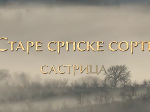 Еко минијатуре/ старе српске сорте-Састрица