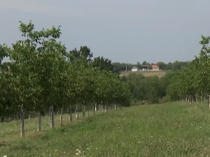 Засади ораха у Скупљену код Владимираца