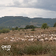 Пештерска праменка и јагње које мирише на мајчину душицу