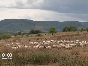 Пештерска праменка и јагње које мирише на мајчину душицу