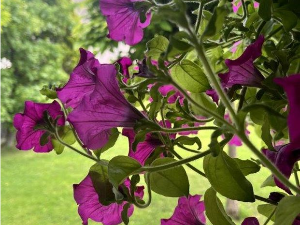 Еко минијатуре: Споменар из Србије