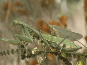   Богомољке изненадиле грађане у урбаним срединама