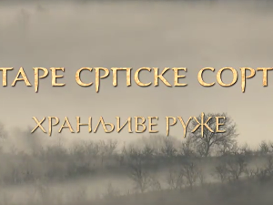 Еко минијатуре/ старе српске сорте-Хранљиве руже