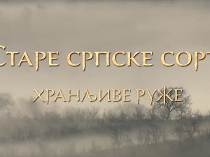 Еко минијатуре/ старе српске сорте-Хранљиве руже