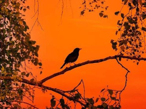 Еко минијатуре: Птица на длану - Детлић