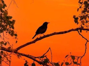 Еко минијатуре: Птица на длану - Црна рода