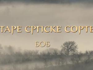 Еко минијатуре/ старе српске сорте-Боб