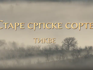 Еко минијатуре/ старе српске сорте-Тикве