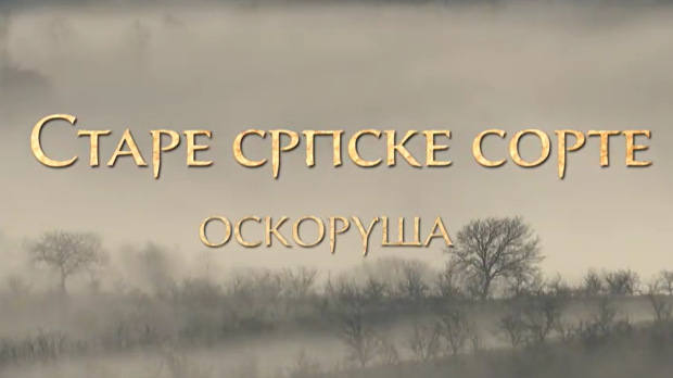 Еко минијатуре/ старе српске сорте-Оскоруша Еко минијатуре/ старе српске сорте-Оскоруша
