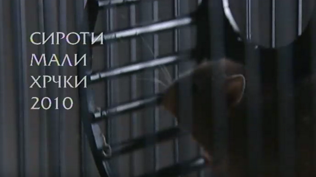 Сироти мали хрчки 2010, 1. део