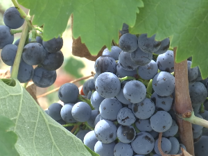 Грожђе добро родило