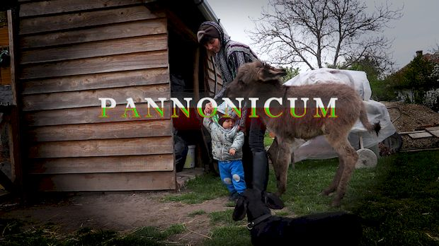 Паноникум Паноникум
