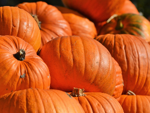 Зашто бундеве могу толико да нарасту, а боровнице не  Зашто бундеве могу толико да нарасту, а боровнице не
