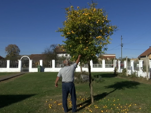 Медитеран у малом у Јелаву код Лознице Медитеран у малом у Јелаву код Лознице