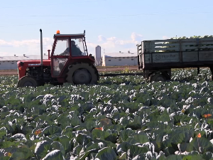 Цена купуса у Шапцу