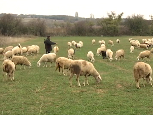 Хибридни производи од меса створени у Земуну – храна која чува и здравље и планету
