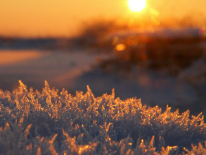 Александар Обреновић: Зубато сунце