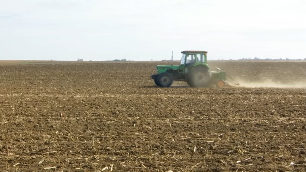 Ове године више пшенице