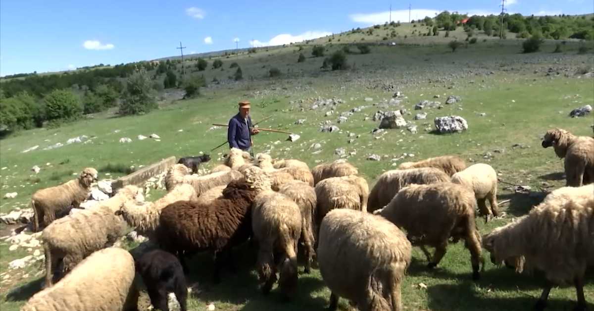 Село на мрежи - зашто фармери све више продају домаћу храну преко интернета Село на мрежи - зашто фармери све више продају домаћу храну преко интернета