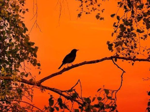 Еко минијатуре: Птица на длану - Гачац