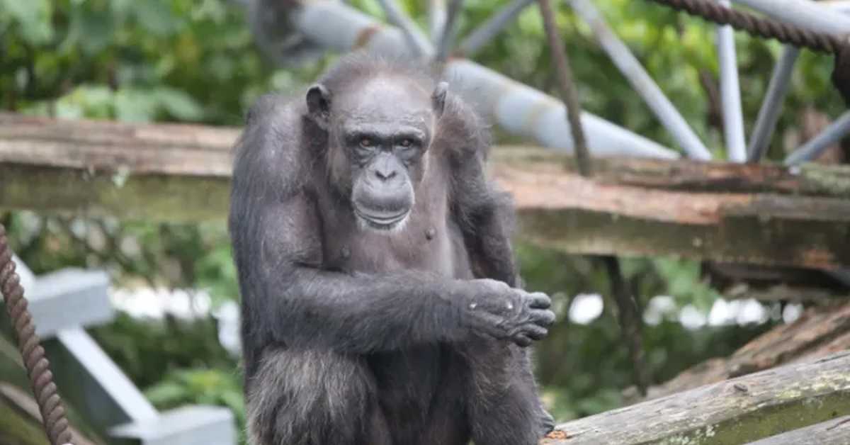 Угинула Аи, женка шимпанзе која је умела да броји и слика