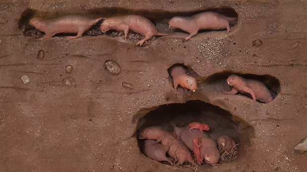 Тајна дугог живота крије се под земљом – шта можемо да научимо од голих кртица