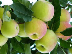 Јутарњи програм из три студија