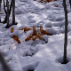 Хранилишта на Голији спас за дивљач током тешких зимских услова