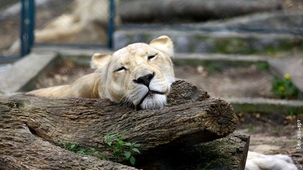 Речено и прећутано: Живот у кавезу