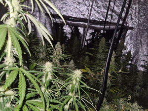 У Чачку пронађена лабораторија за узгој марихуане