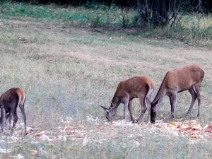 Петогодишњи пројекат вратио Карпатског јелена на вршачке планине. 