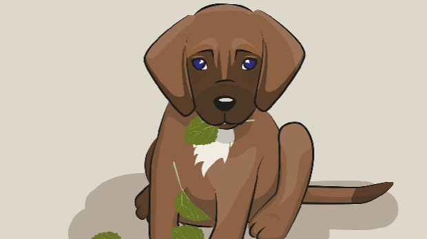 Пас који је испустио плен